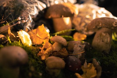 Galerija jesen-u-lici-galerija-2025-073.jpg 1