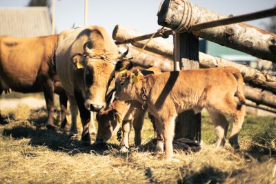 Galerija jesen-u-lici-galerija-2025-080.jpg 1