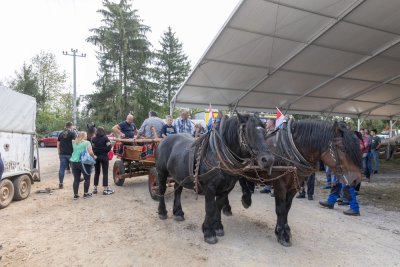 Galerija konji-ocjenjivanje-15.jpg 1