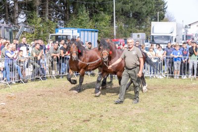 Galerija konji-ocjenjivanje-43.jpg 1