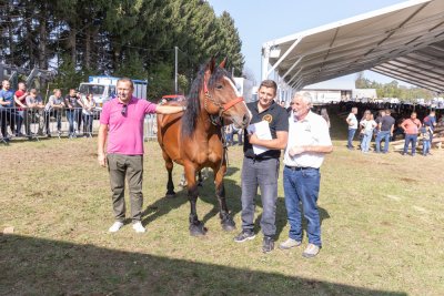 Galerija konji-ocjenjivanje-77.jpg 1